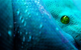 Snake, eye