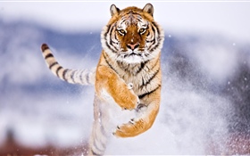 Tiger running, snow, winter HD wallpaper