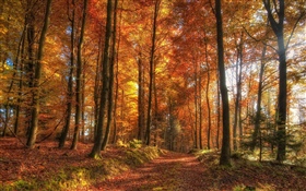 Trees, forest, autumn HD wallpaper
