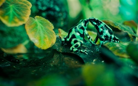 Two frogs, leaves HD wallpaper
