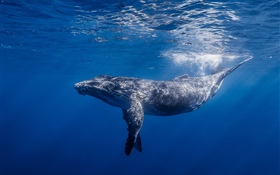Whale, underwater HD wallpaper