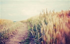 Wheat field, hazy HD wallpaper