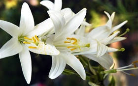 White lily flowers