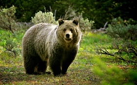 Wildlife, bear HD wallpaper