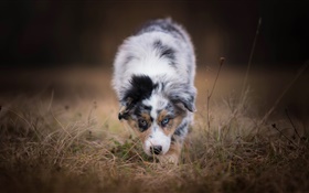 Australian shepherd dog, front view