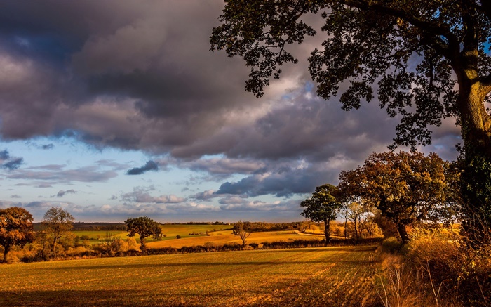 Autumn, trees, field, morning Wallpapers Pictures Photos Images