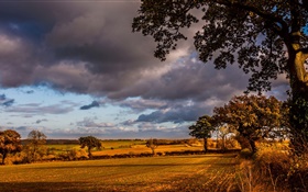 Autumn, trees, field, morning HD wallpaper