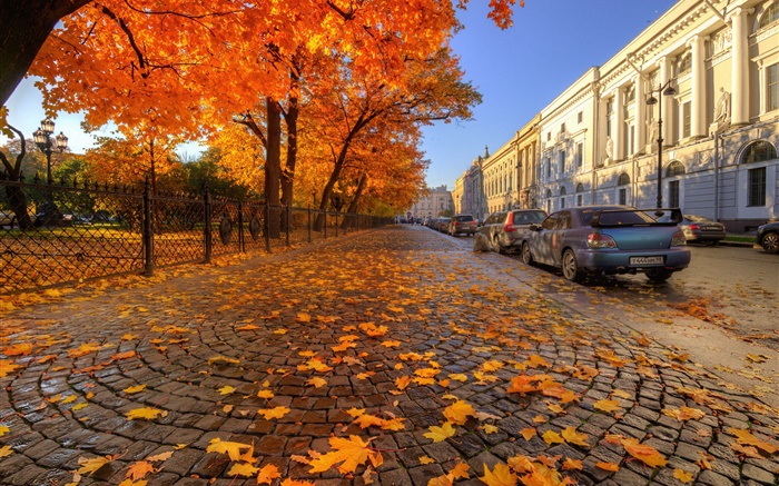 Autumn, trees, red maple leaves, street, Saint Petersburg Wallpapers Pictures Photos Images