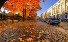 Autumn, trees, red maple leaves, street, Saint Petersburg