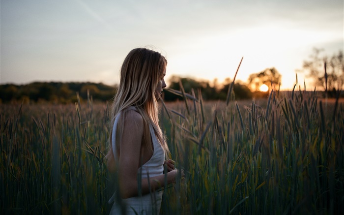 Blonde girl, wheat field Wallpapers Pictures Photos Images