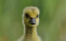 Cute duckling, fluffy HD wallpaper