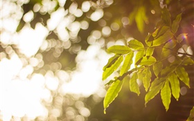 Green leaves, glare, hazy HD wallpaper