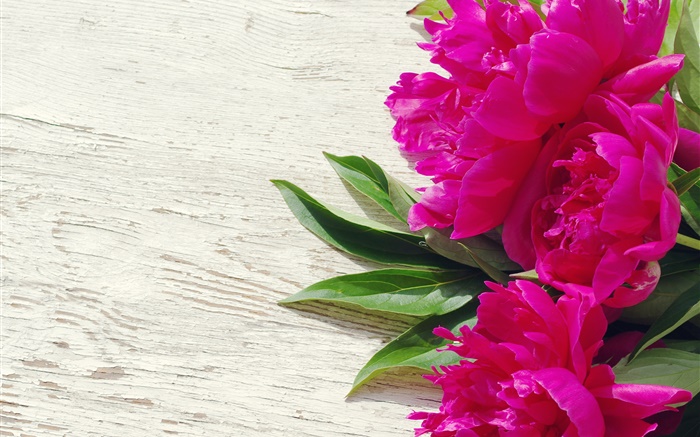 Pink peony flowers, green leaves Wallpapers Pictures Photos Images