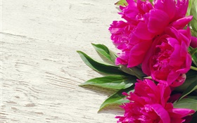 Pink peony flowers, green leaves HD wallpaper