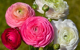 Pink white flowers, ranunculus