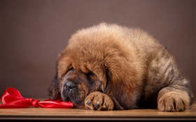 Tibetan Mastiff, dog
