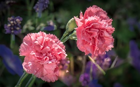 Two carnation flowers, water droplets HD wallpaper