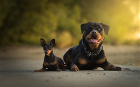 Two dogs, look