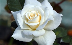 White rose, petals