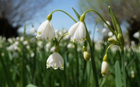 White snowdrops, flowers HD wallpaper