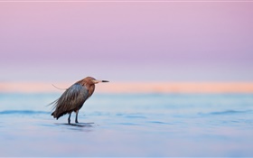 Bird, lake, dusk HD wallpaper
