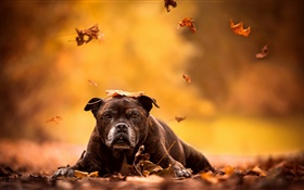 Black dog, red leaves, autumn HD wallpaper