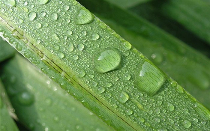 Grass leaves, water droplets Wallpapers Pictures Photos Images