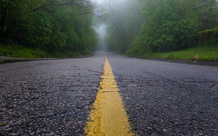 Road, morning, fog, trees Wallpapers Pictures Photos Images