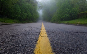 Road, morning, fog, trees HD wallpaper