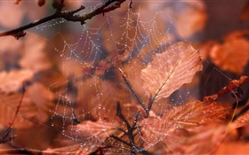Spider web, water droplets, red leaves HD wallpaper